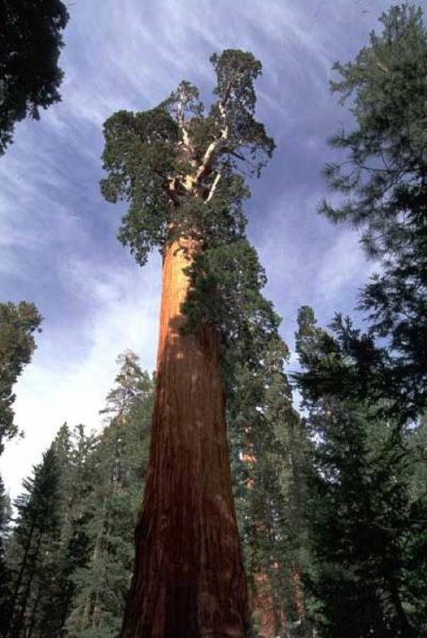 Montecito Sequoia Lodge Wilsonia Екстер'єр фото